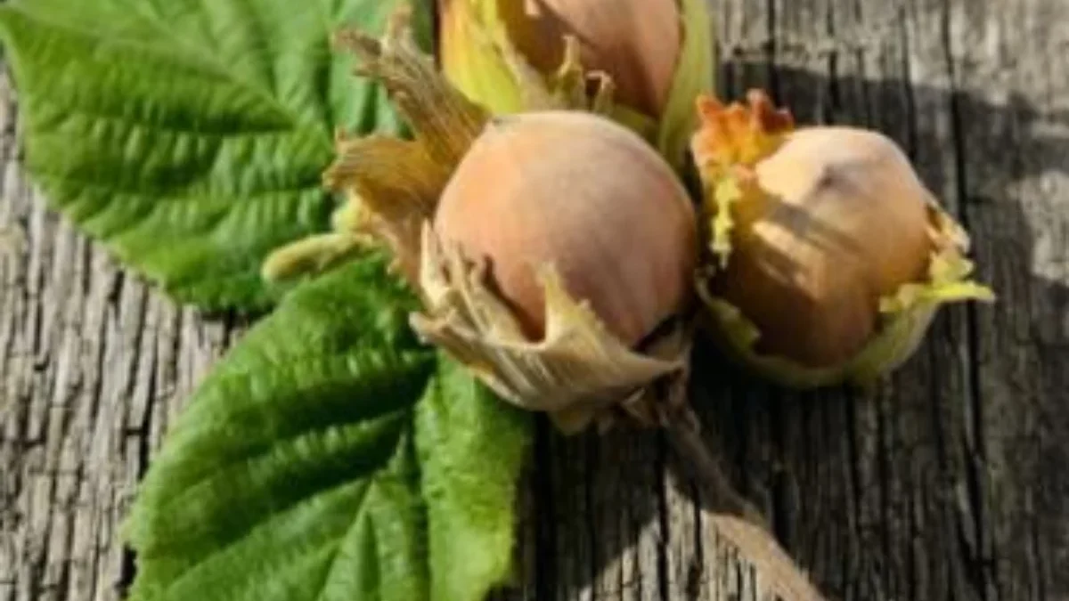 5 Jenis Kacang yang Aman Dikonsumsi oleh Penderita Kolesterol Tinggi