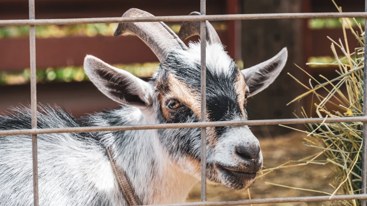 Desain Kandang Kambing yang Keren untuk Peternak Pemula