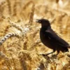 Keindahan Burung yang Sering di Sawah, Kamu Sudah Mengetahuinya Belum?