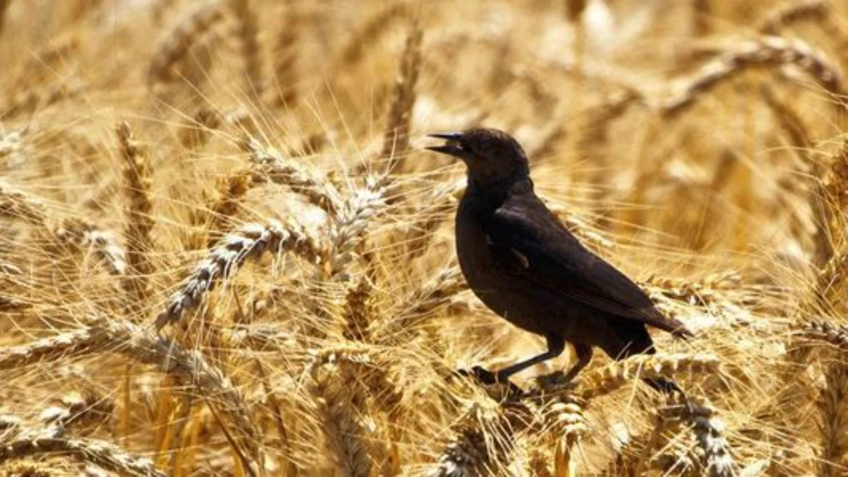 Keindahan Burung yang Sering di Sawah, Kamu Sudah Mengetahuinya Belum?