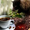 Kopi Luwak