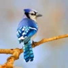 Fakta Unik Burung Blue Jay