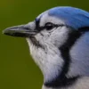 Fakta Unik Burung Blue Jay