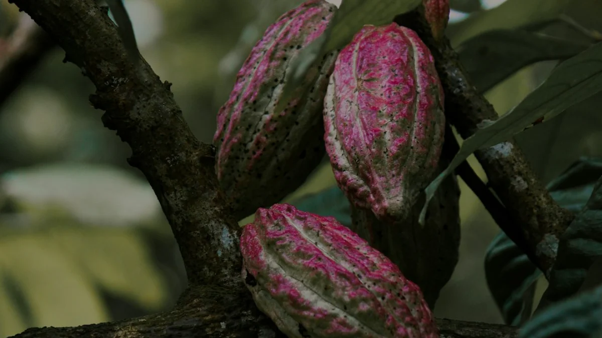 Cara Menanam Kakao di Halaman Kebun Coklat Rumah Anda