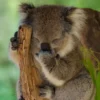 Tidur Selama 22 Jam Perhari, Inilah Fakta Unik Koala