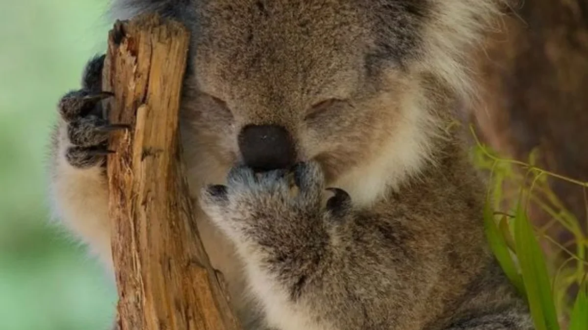 Tidur Selama 22 Jam Perhari, Inilah Fakta Unik Koala