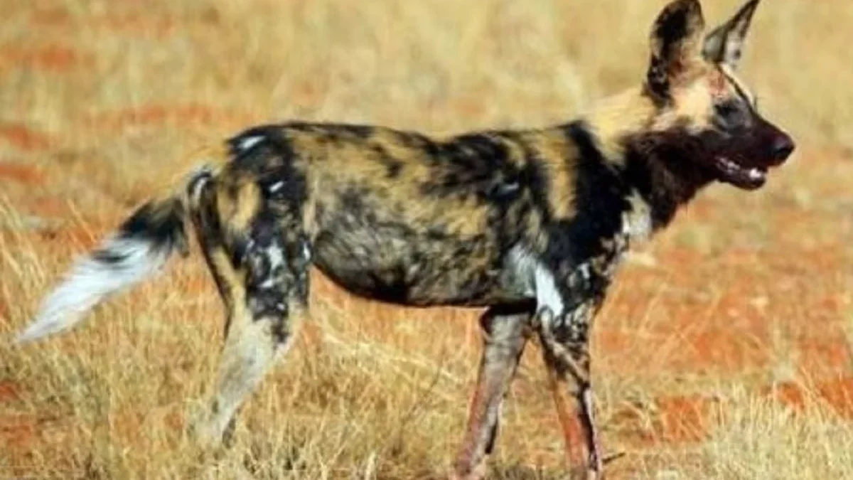 Sangat Kompak, 6 Fakta Menarik Anjing Liar Afrika, Predator Mempunyai Kelompok yang Solid 