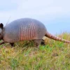 Hewan Berkaki 4 dan Sangat Unik Memiliki Cangkang, 5 Fakta Menarik Tentang Armadillo 