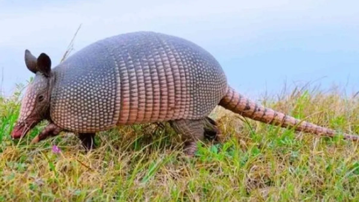 Hewan Berkaki 4 dan Sangat Unik Memiliki Cangkang, 5 Fakta Menarik Tentang Armadillo 