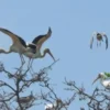 Jenis Burung Bangau yang Ada di Indonesia dan Biasa Ditemukan di Kawasan Sawah