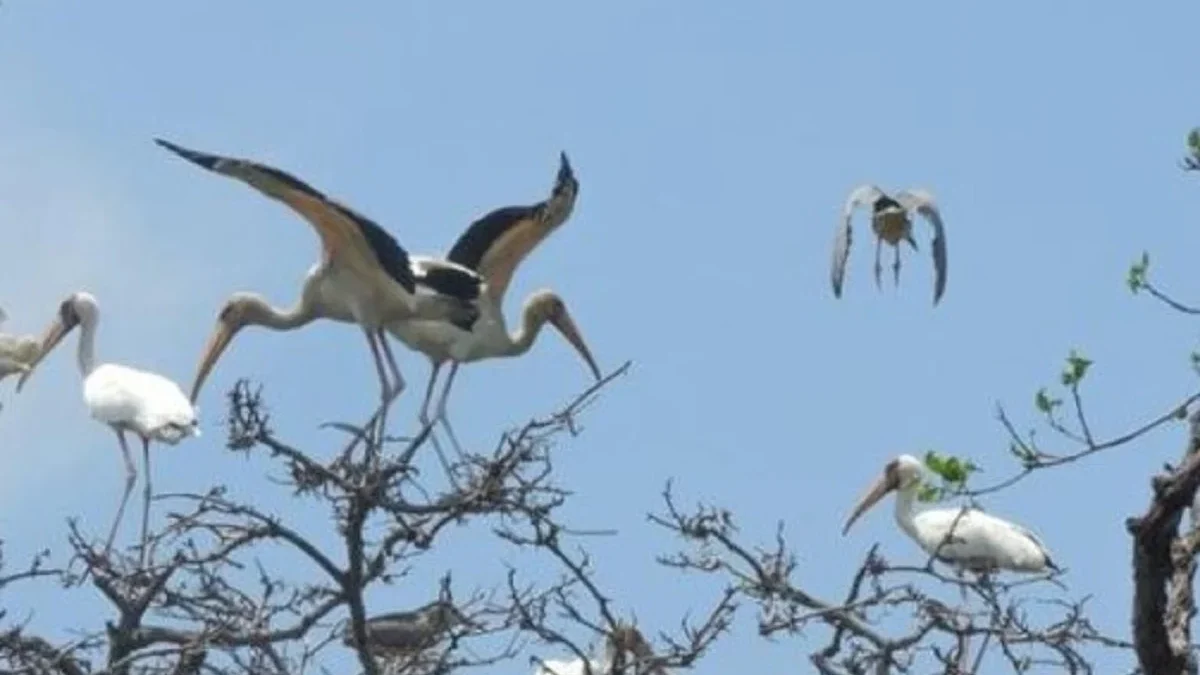 Jenis Burung Bangau yang Ada di Indonesia dan Biasa Ditemukan di Kawasan Sawah