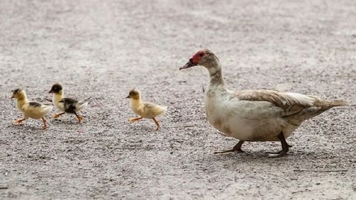 Memiliki Bulu yang Kedap Tahan Air, 5 Fakta Menarik dari Bebek, Hewan yang Sangat Suka Bersosial 