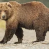 6 Fakta Menarik Beruang Grizzly, Predator yang Bisa Berlari Secepat 56km dan Bisa Menggali Tanah