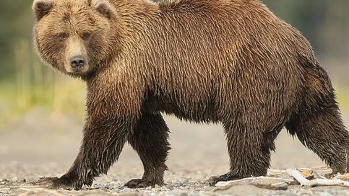 6 Fakta Menarik Beruang Grizzly, Predator yang Bisa Berlari Secepat 56km dan Bisa Menggali Tanah