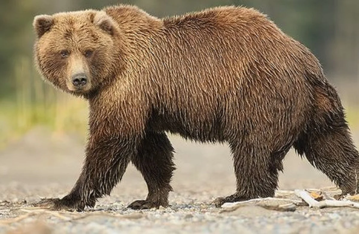 15 Fakta Unik tentang Beruang Grizzly yang Jarang Diketahui