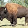 Hewan aman Nasional Yellowstone, 5 Fakta Menarik Bison, Hewan Terbesar yang Berasal dari Amerika Utara