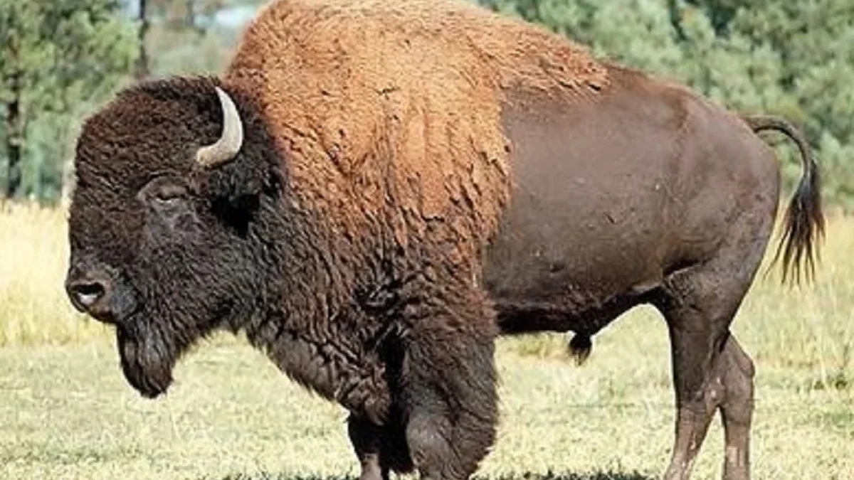 Hewan aman Nasional Yellowstone, 5 Fakta Menarik Bison, Hewan Terbesar yang Berasal dari Amerika Utara