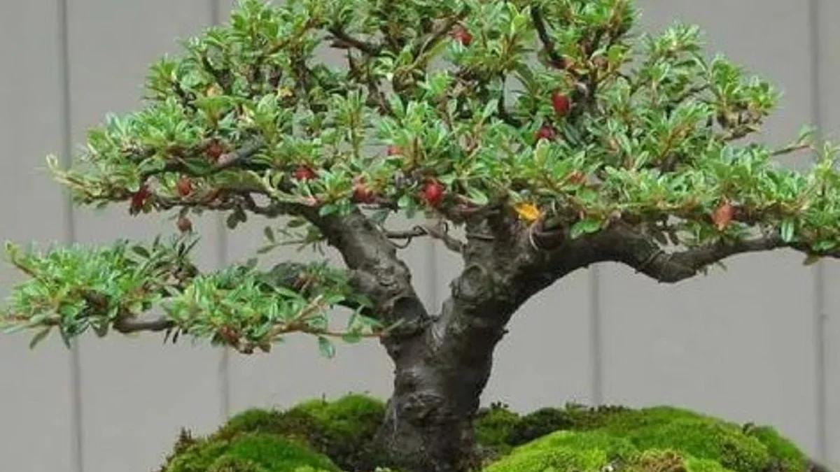 Sangat Estetik, 5 Tanaman Bonsai Hias yang Cocok Untuk Pajangan Di rumah 