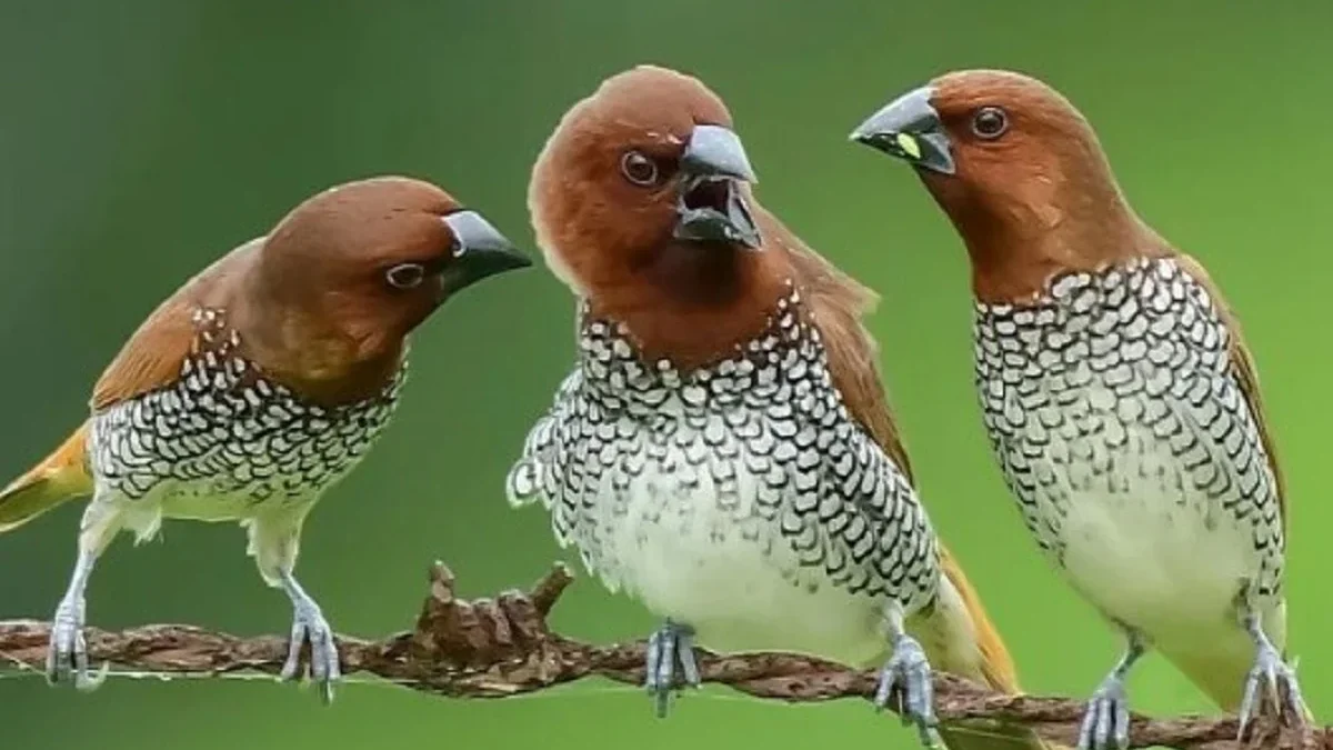 Biasa Kita Temui, Fakta Menarik Burung Lonchura punctulate Alias Burung Bondol Peking yang Biasa di Sawah