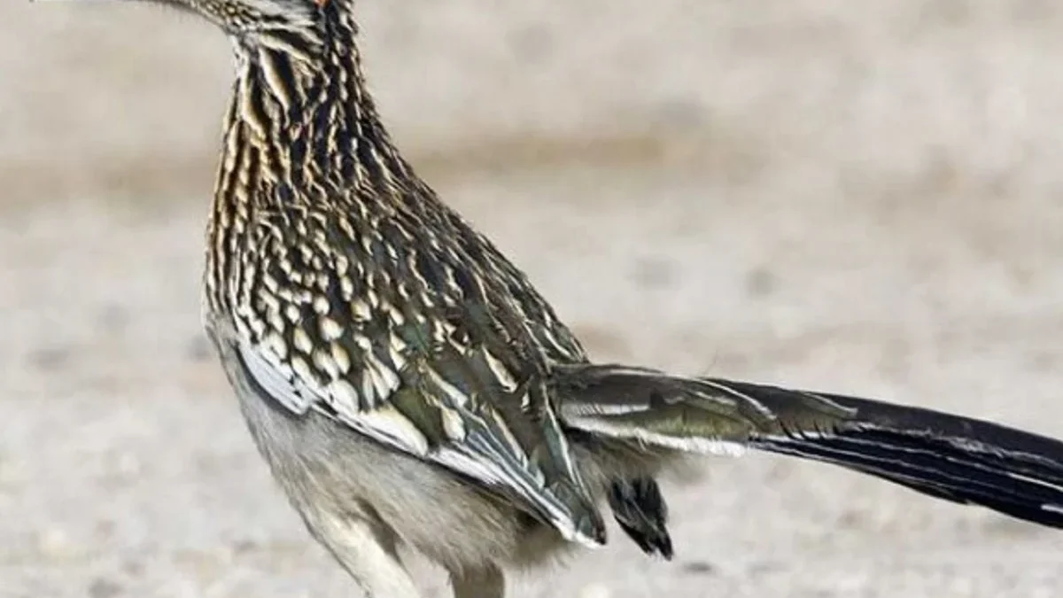 Sangat Panas Sekali, 7 Burung yang Hidup Di gurun, Bisa Hidup Dalam Kondisi Ekstrim 