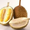 5 Durian Dengan Harga Termahal dan Memiliki Harga yang Sangat Fantastis, Apakah Ada yang Ingin Mencobanya ? 