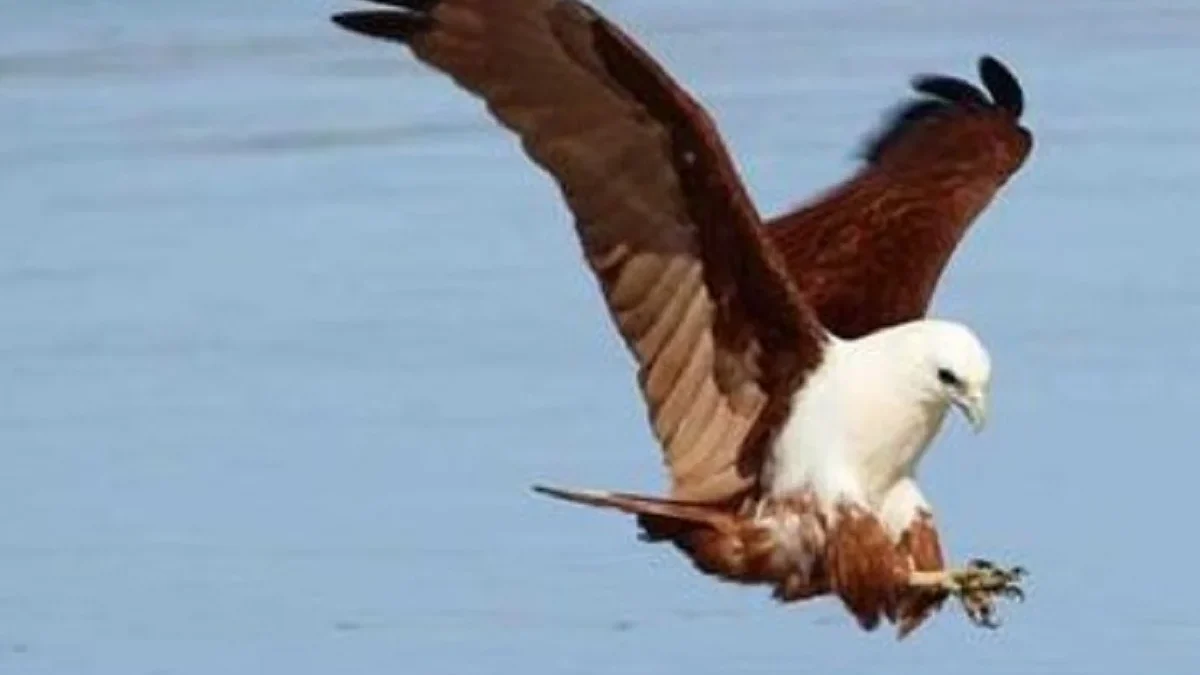 5 Fakta Mengenai Burung Elang Bondol, Si Penerbang yang Sangat Tangguh, dan Terlihat Sangat Gagah Berani