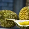 5 Fakta Tentang Durian, Si Raja Buah yang Sangat Digemari Oleh Semua Orang dan Memiliki Bau yang Menyengat