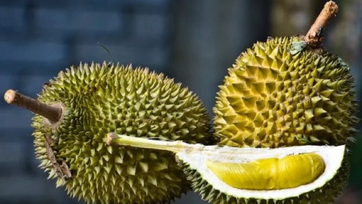 5 Fakta Tentang Durian, Si Raja Buah yang Sangat Digemari Oleh Semua Orang dan Memiliki Bau yang Menyengat