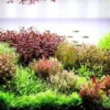 Aquascape Rimbun, 5 Tanaman Aquascape yang Sangat Cantik dan Membuat Aquarium Semakin Indah dan Lebat