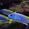 Sangat Cantik, 5 Jenis Ikan Chiclid yang Paling Cocok Untuk Di Aquarium Anda Agar Lebih Berwarna