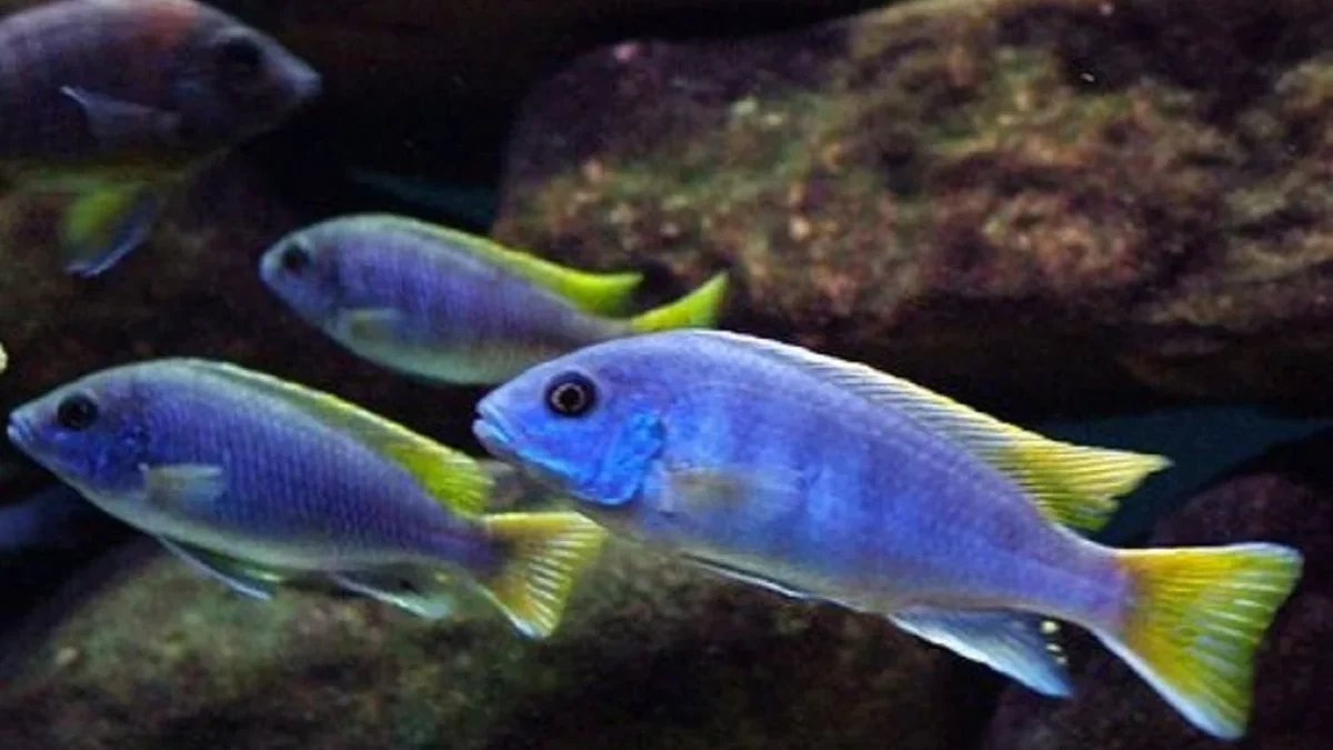 Sangat Cantik, 5 Jenis Ikan Chiclid yang Paling Cocok Untuk Di Aquarium Anda Agar Lebih Berwarna