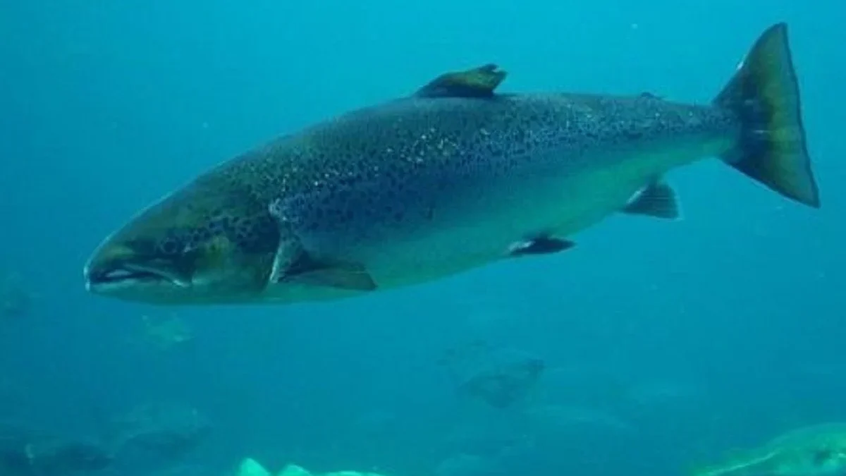 Bisa Hidup di Air Asin dan Tawar, 6 Ikan Yang Bisa Hidup di Air Laut dan Air Tawar