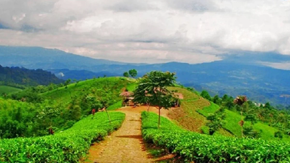 Sangat Memanjakan Mata, Wisata Kebun Teh Cipasung di Majalengka yang Sangat Menarik untuk Berlibur 