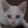 Sangat Langka Dan Sulit ? 4 Fakta menarik Kucing Odd Eyes, Si Manis yang Memiliki Warna Mata Yang Berbeda 