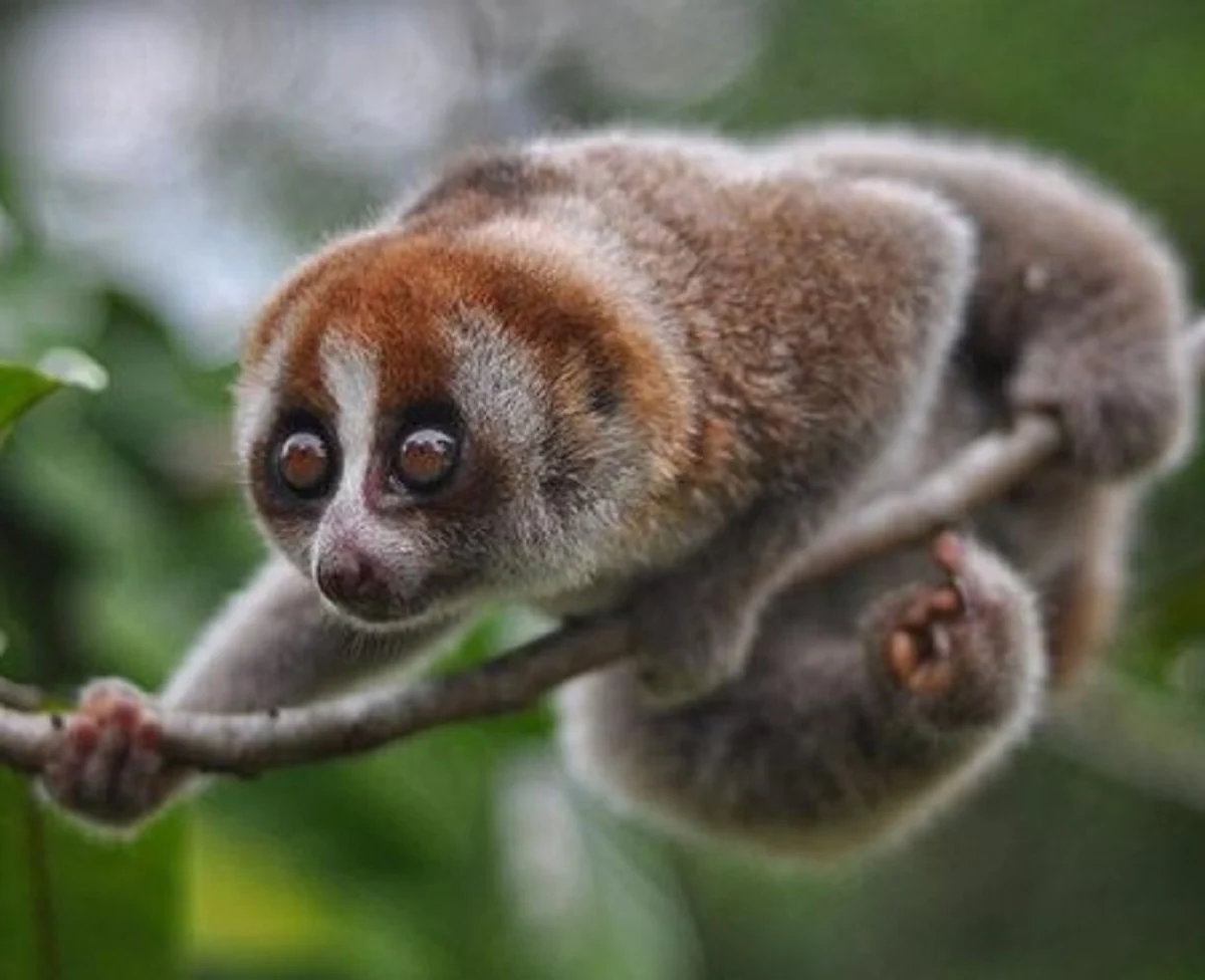 Apa Itu Kukang ? Mari Mengenal Kukang, 5 Fakta Menarik Tentang Kukang ...