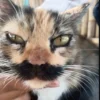 Apakah Kumis Kucing Mempunyai Fungsi, Apakah Gunanya, Kenapa Jangan di Potong, Berikut adalah Pembahasan nya