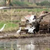 Biasa dijumpai di Persawahan Dan Menjadi Teman Pak Tani, 5 Jenis Burung Sawah yang Sangat Mudah di Jumpai 