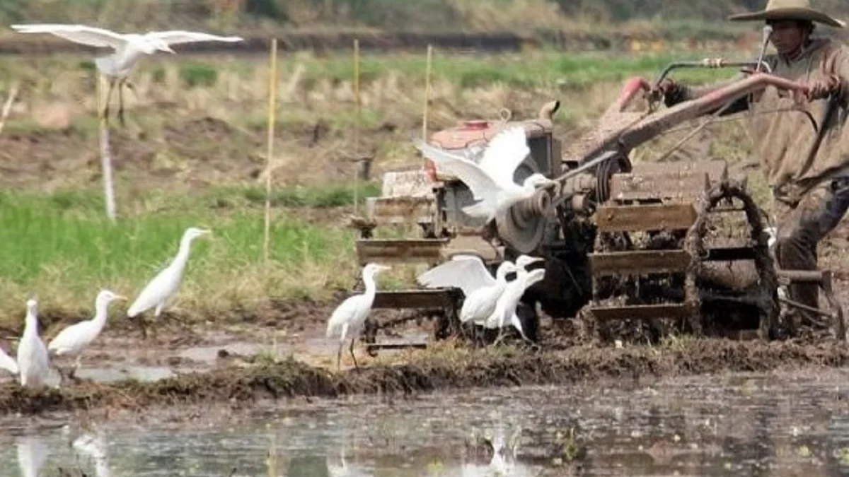 Biasa dijumpai di Persawahan Dan Menjadi Teman Pak Tani, 5 Jenis Burung Sawah yang Sangat Mudah di Jumpai 