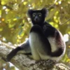 Belum Banyak Diketahui, 6 Fakta Menarik Lemur Indri, Lemur yang Berasal dari Madagaskar dan Pintar Bernyanyi 