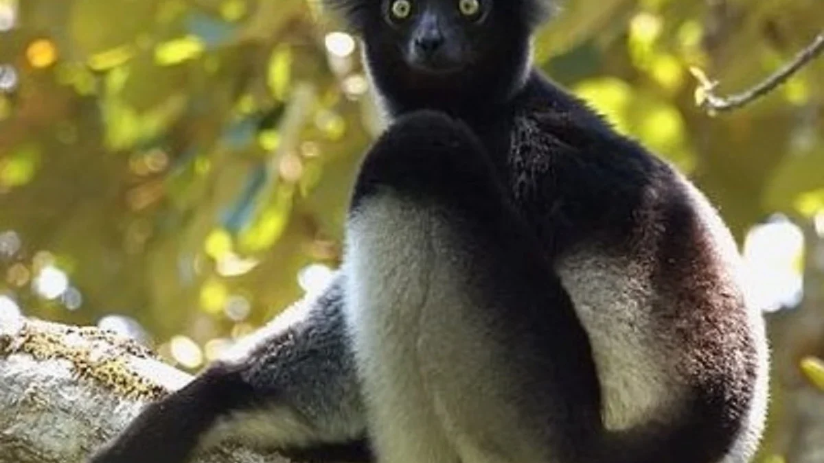 Belum Banyak Diketahui, 6 Fakta Menarik Lemur Indri, Lemur yang Berasal dari Madagaskar dan Pintar Bernyanyi 