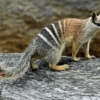 Apa Itu Hewan Numbat ? Apakah Numbat itu Terancam Punah ? Numbat Hewan Endemik Australia ?