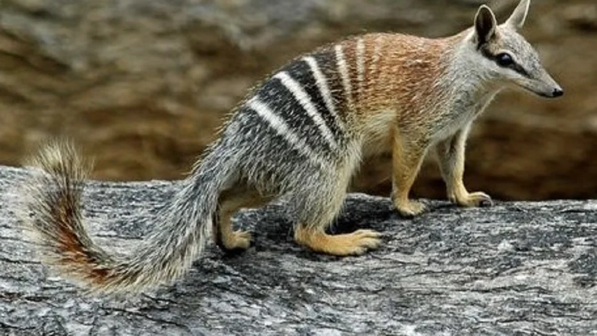 Apa Itu Hewan Numbat ? Apakah Numbat itu Terancam Punah ? Numbat Hewan Endemik Australia ?