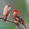 Si Kecil Namun Berwarna Merah Merona, 5 Fakta Burung Pipit Benggala Burung Pemakan Biji yang Berwarna Merah