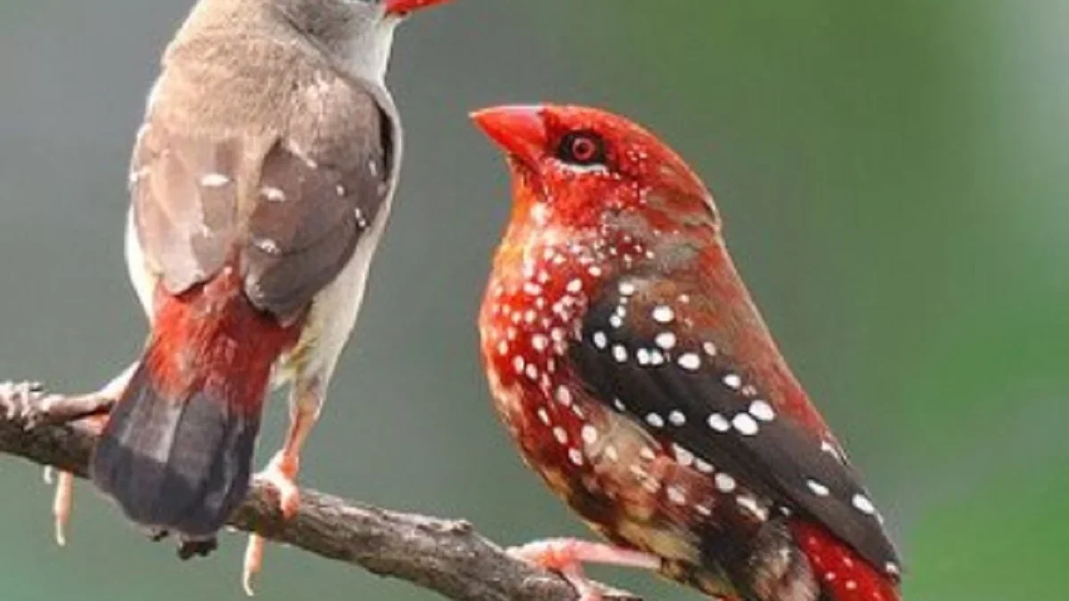 Si Kecil Namun Berwarna Merah Merona, 5 Fakta Burung Pipit Benggala Burung Pemakan Biji yang Berwarna Merah