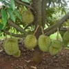 5 Jenis Pohon Durian Cepat Berbuah Serta Banyak Digemari Oleh Masyarakat Sebagai Tanaman Penghasil Buah