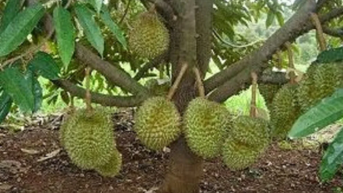 5 Jenis Pohon Durian Cepat Berbuah Serta Banyak Digemari Oleh Masyarakat Sebagai Tanaman Penghasil Buah