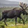 Memiliki Tanduk Sangat Besar, 6 Fakta Tentang Rusa Moose, Rusa Terbesar yang Berasal dari Amerika Utara 