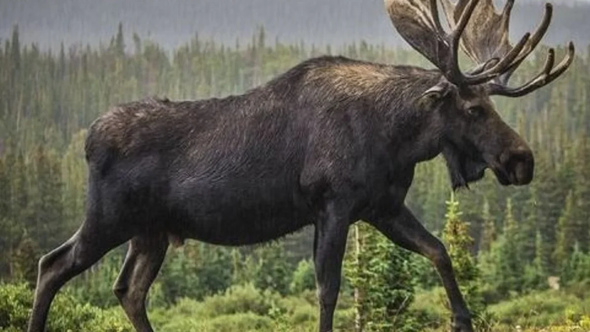 Memiliki Tanduk Sangat Besar, 6 Fakta Tentang Rusa Moose, Rusa Terbesar yang Berasal dari Amerika Utara 