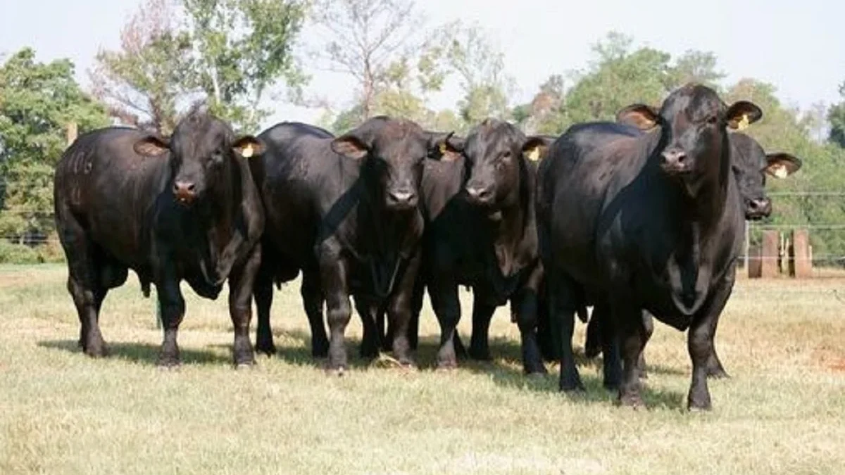 Tidak Kalah Enak, 6 Bagian Dari Sapi Ini Bisa Dimasak Dan Menjadi Hidangan Yang Lezat  Mau Coba 