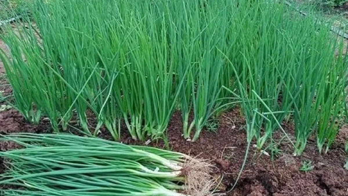 Cara Mudah dan Praktis dalam Menanam Daun Bawang dengan Benar : Untuk Bisa Budidaya Sendiri di Rumah!